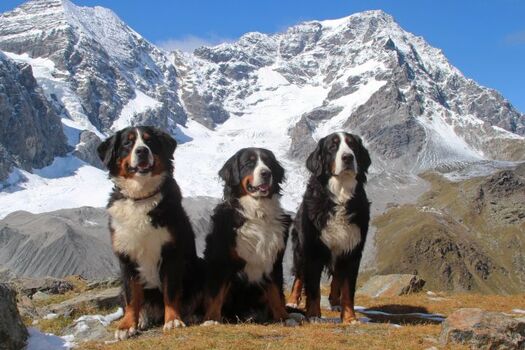 Stammgäste im Haus Alpenheim