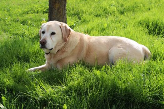 Herzlich willkommen in unserem Hause Alpenheimm