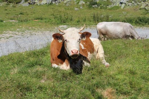 Sommerfrische auf der Alm