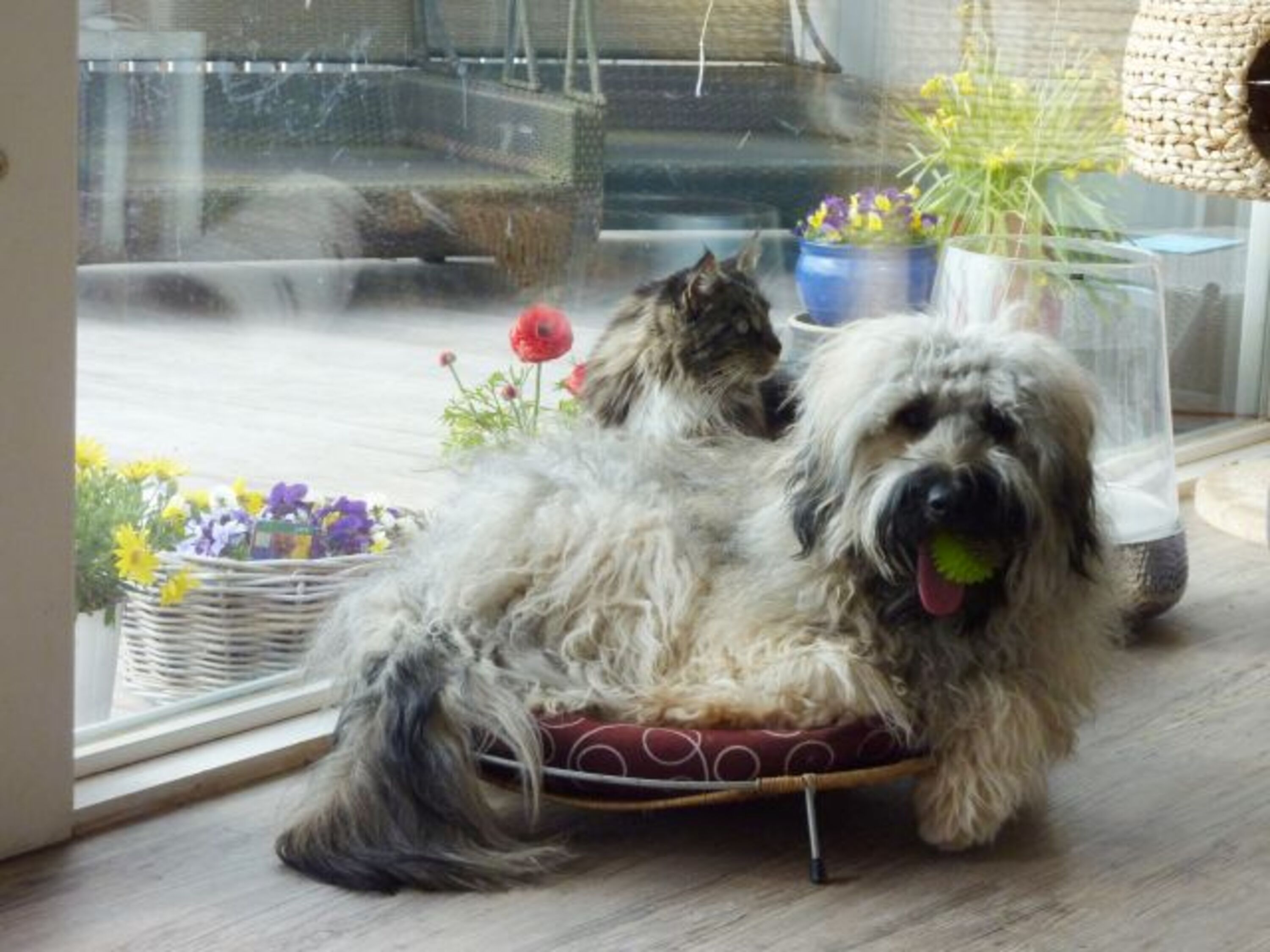 Hunde und Katzen sind gern gesehene Besucher