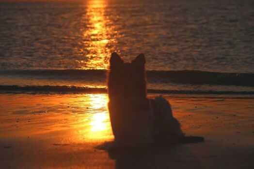 Hunde herzlich willkommen