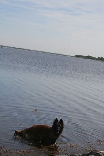 tolle Strände für Hunde