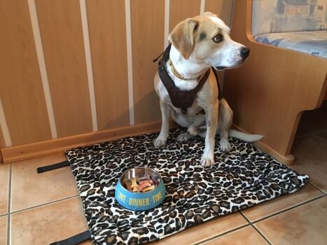 Obelix zu Gast im Haus Alpenheim