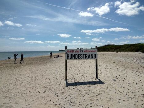 Am schönen Hundestrand spielen