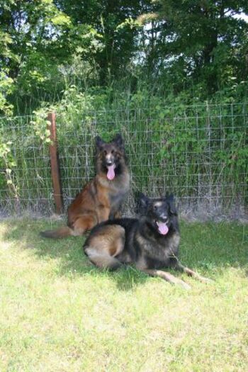 gut eingezäunter Garten zur alleinigen Nutzung