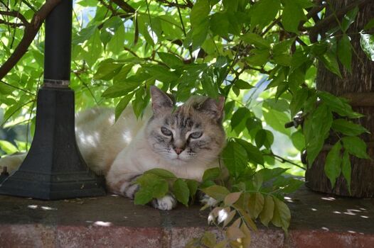 Alle Tiere sind bei uns willkommen!