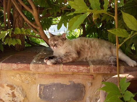 Unter der Glyzine ist es schoen frisch!