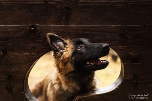 Hunde herzlich willkommen