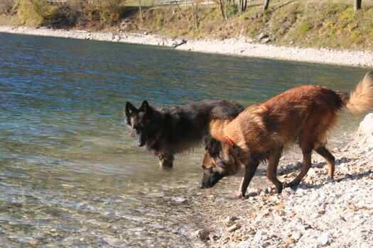 Ledrosee - herrlich für Urlaub mit dem Hund 