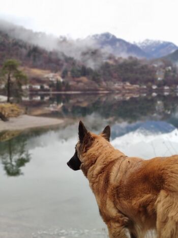 Ledrosee - herrlich für Urlaub mit dem Hund 