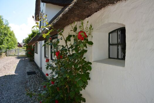 Rosen soweit das Auge reicht