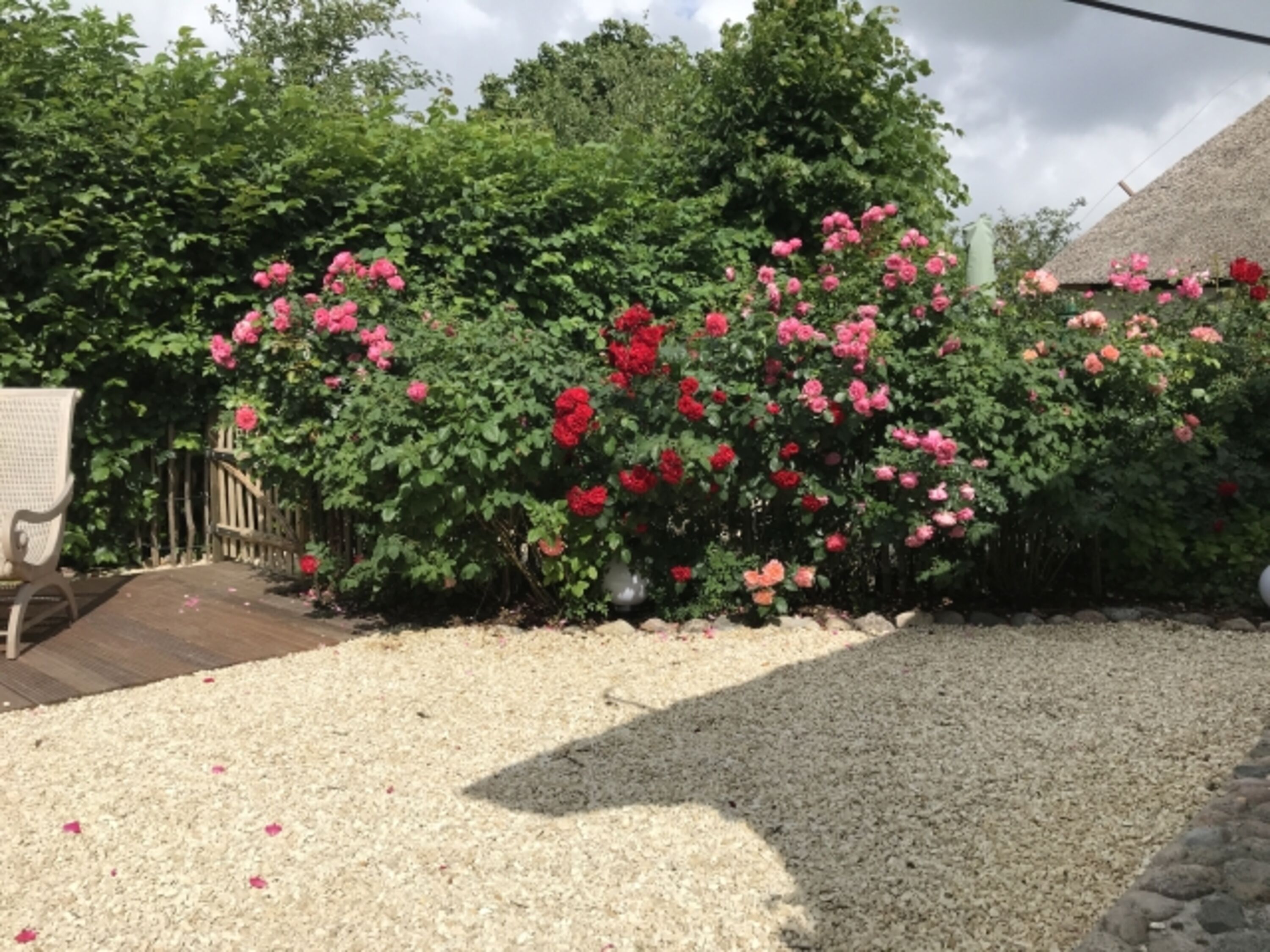 Rosenhecke im Garten