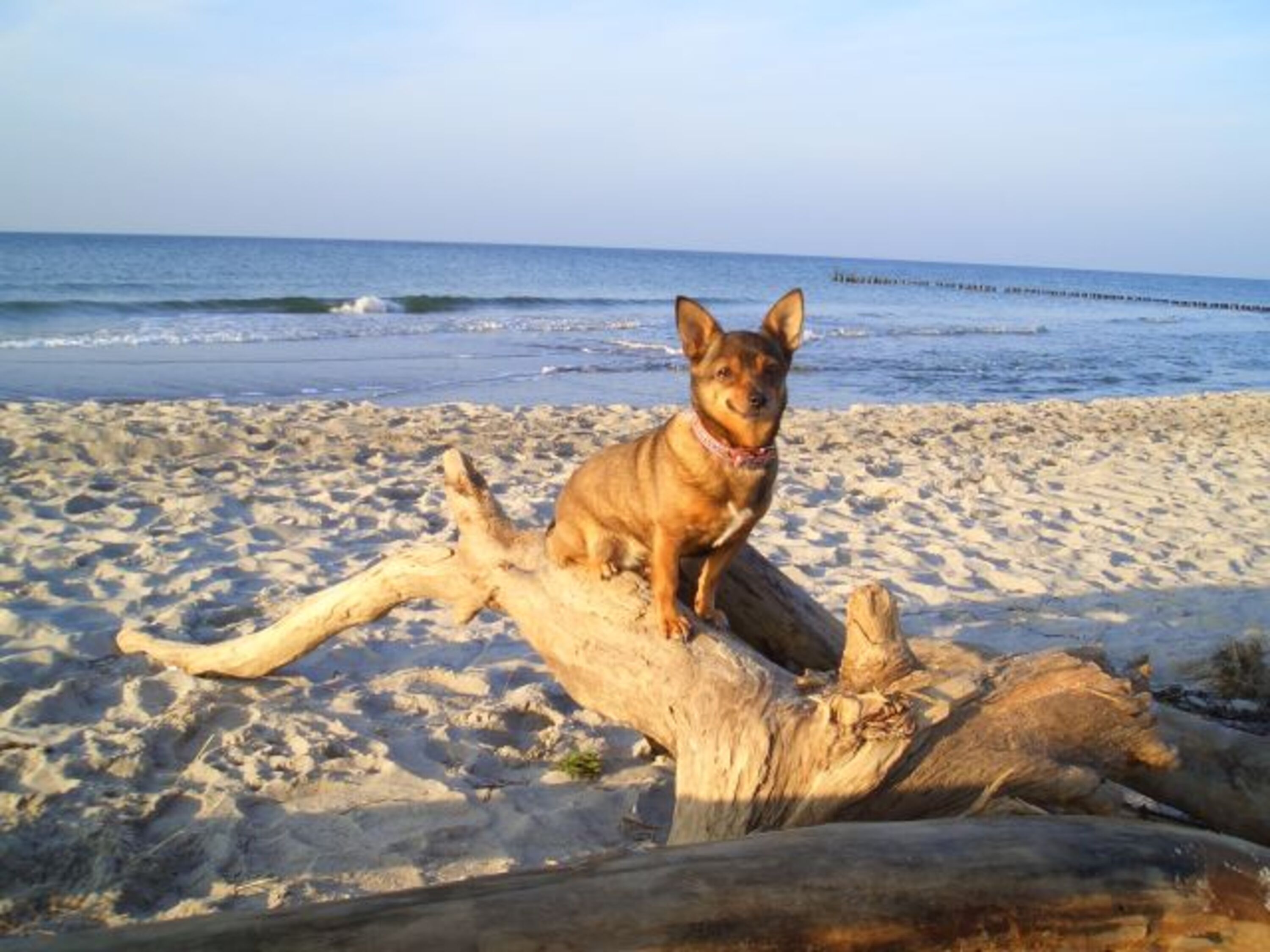 Hundestrand