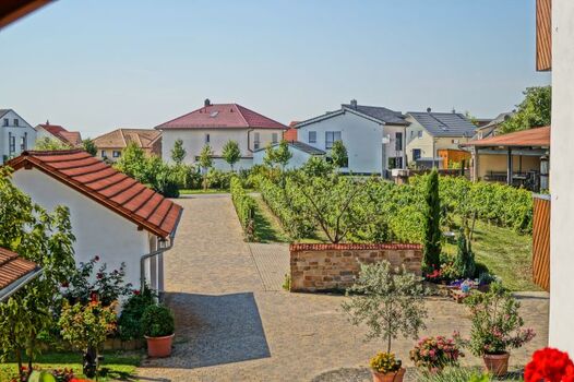 Blick in die Weinreben