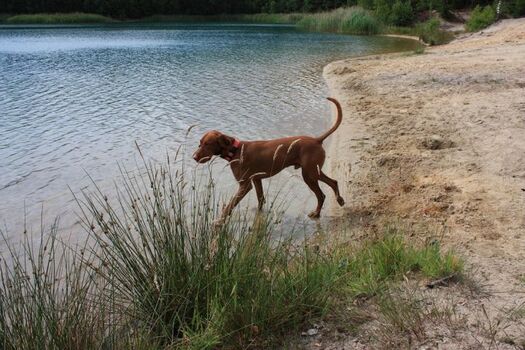 Poley See mit Hundebadestelle
