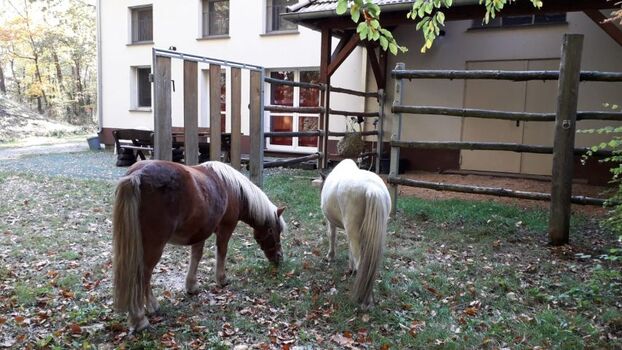 Ponys zu Gast