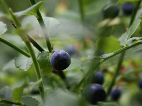 Waldheidelbeeren