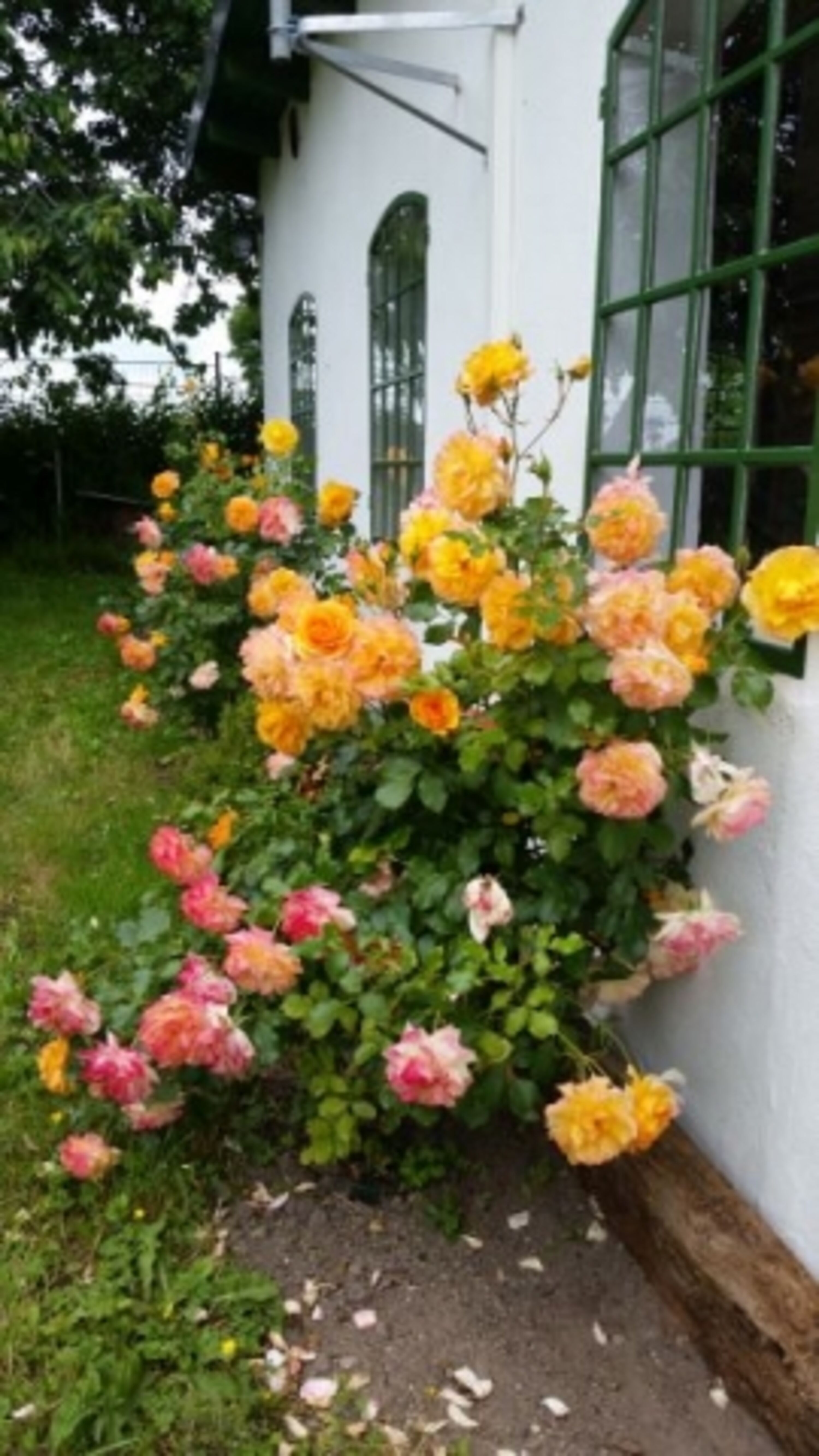 Bild 19