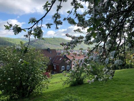 Garten mit Blick aufs Haus 