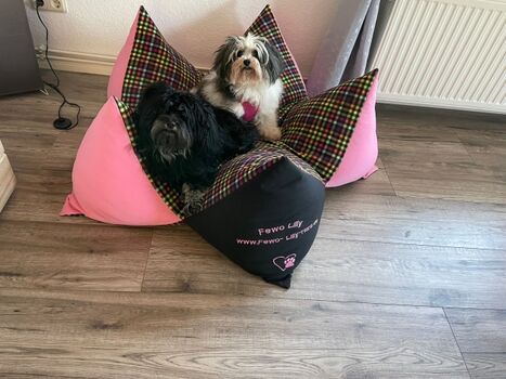 unsere Hunde Lilly und Olli und Euer Sternenkissen