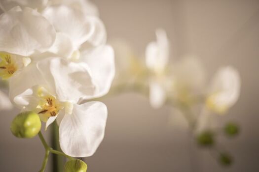 Wohlfühloase Fischerliesel 39