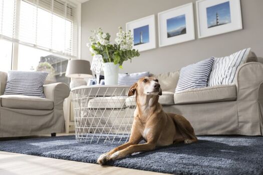 Hier liegt Ihr Vierbeiner sicher auch gerne