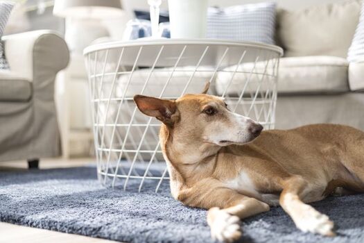 Wann besuchen Sie die Fischerliesel 8?