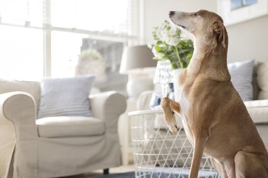 Endlich Urlaub - da darf Ihr vierbeiniger Freund nicht fehlen