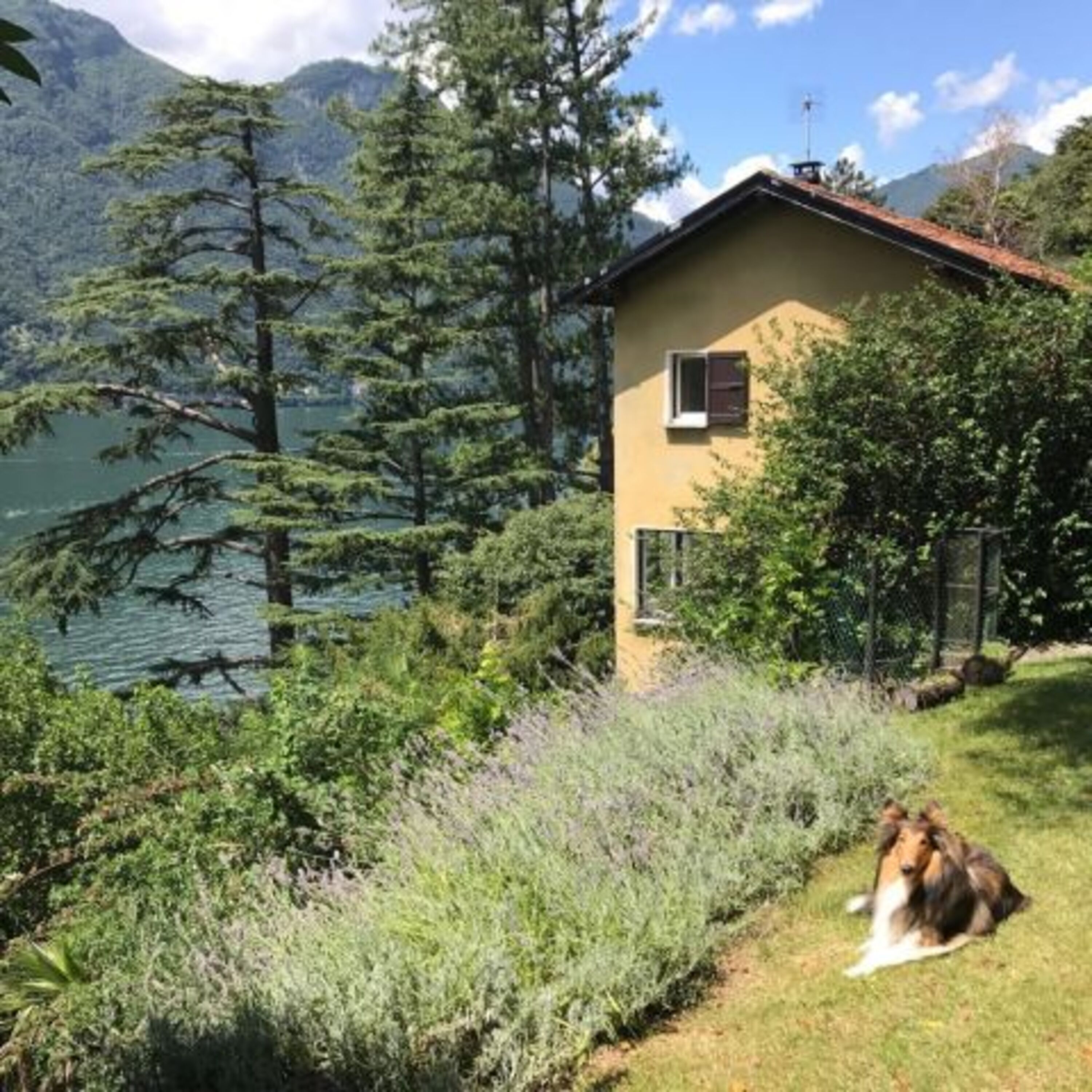 Hund im Lavendel im Garten neben dem Haus