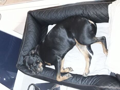 großes orthopädisches Hundebett