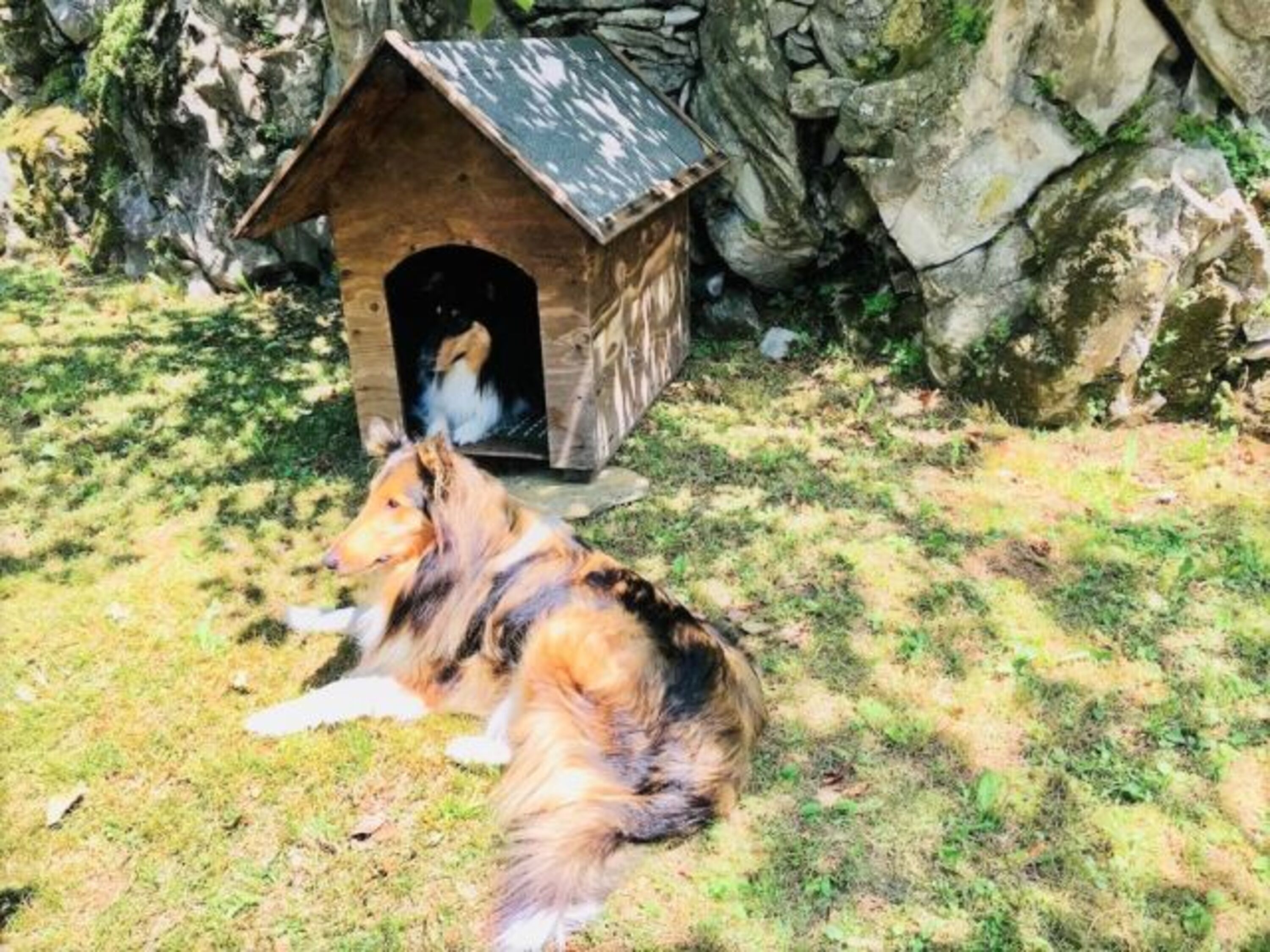 Hunde Haus, auch fuer Gast Hunde