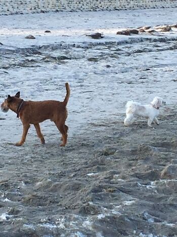 Hunde am Strand