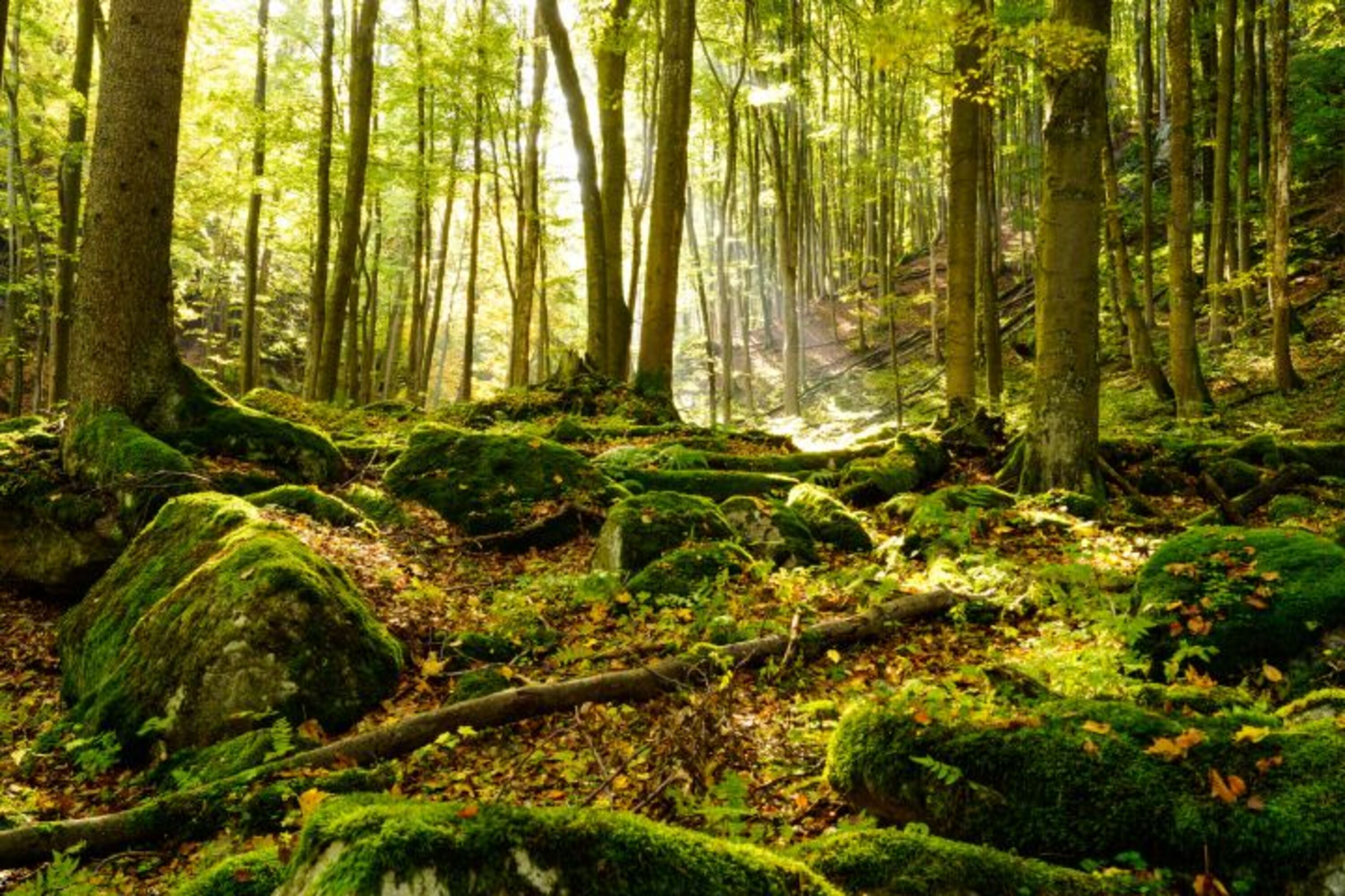 Der Harz