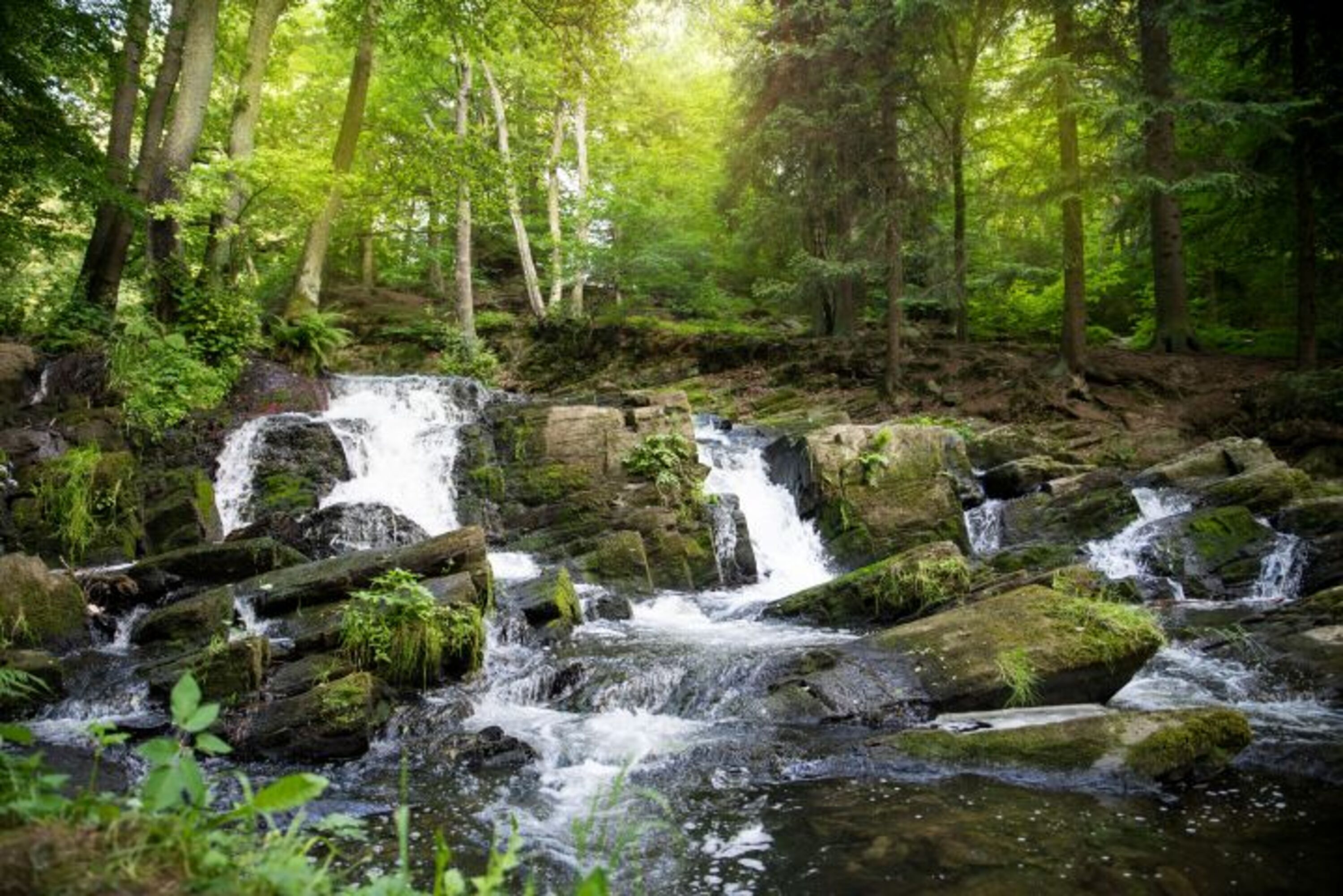 Der Harz