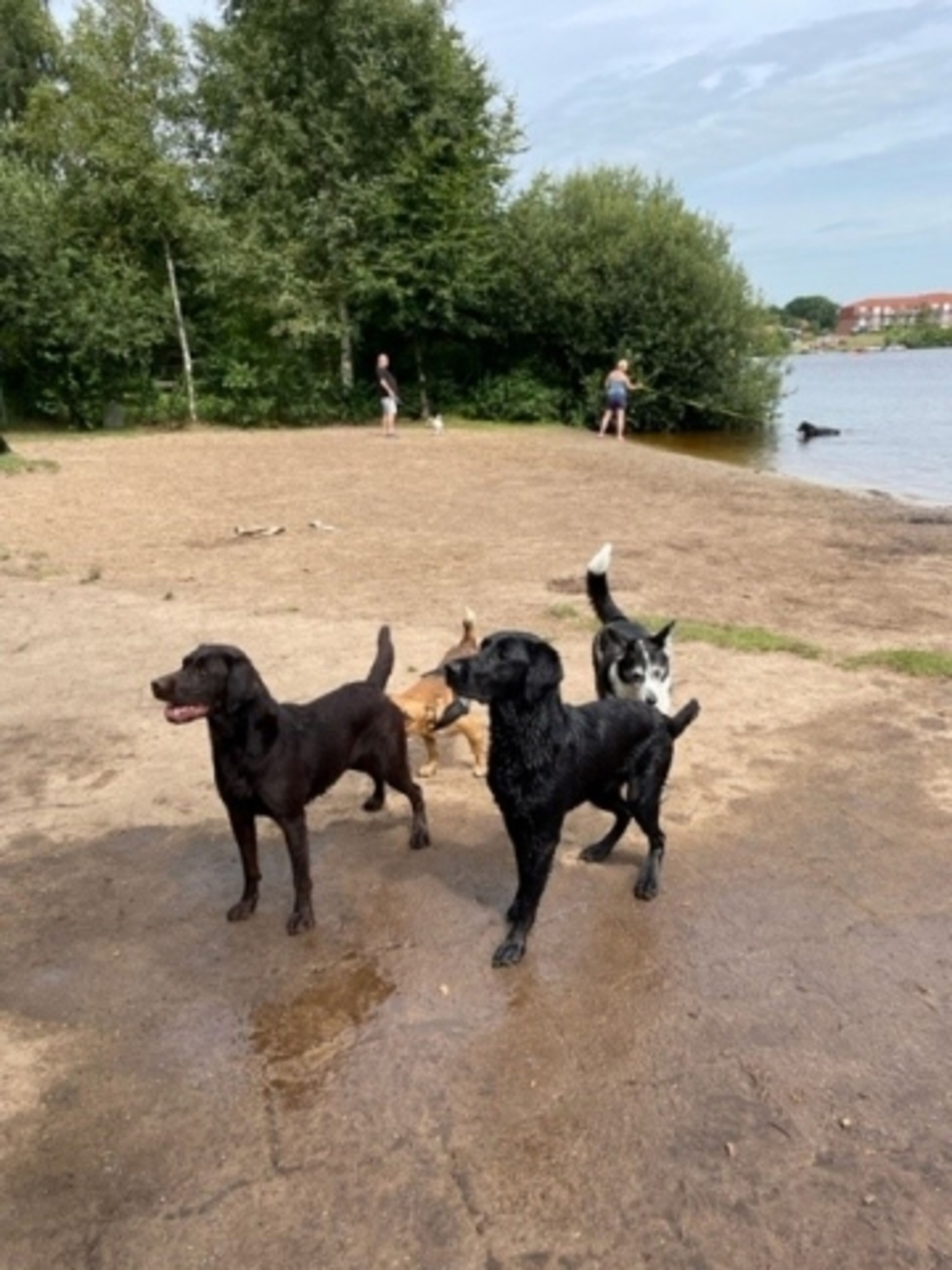 Hundestrand