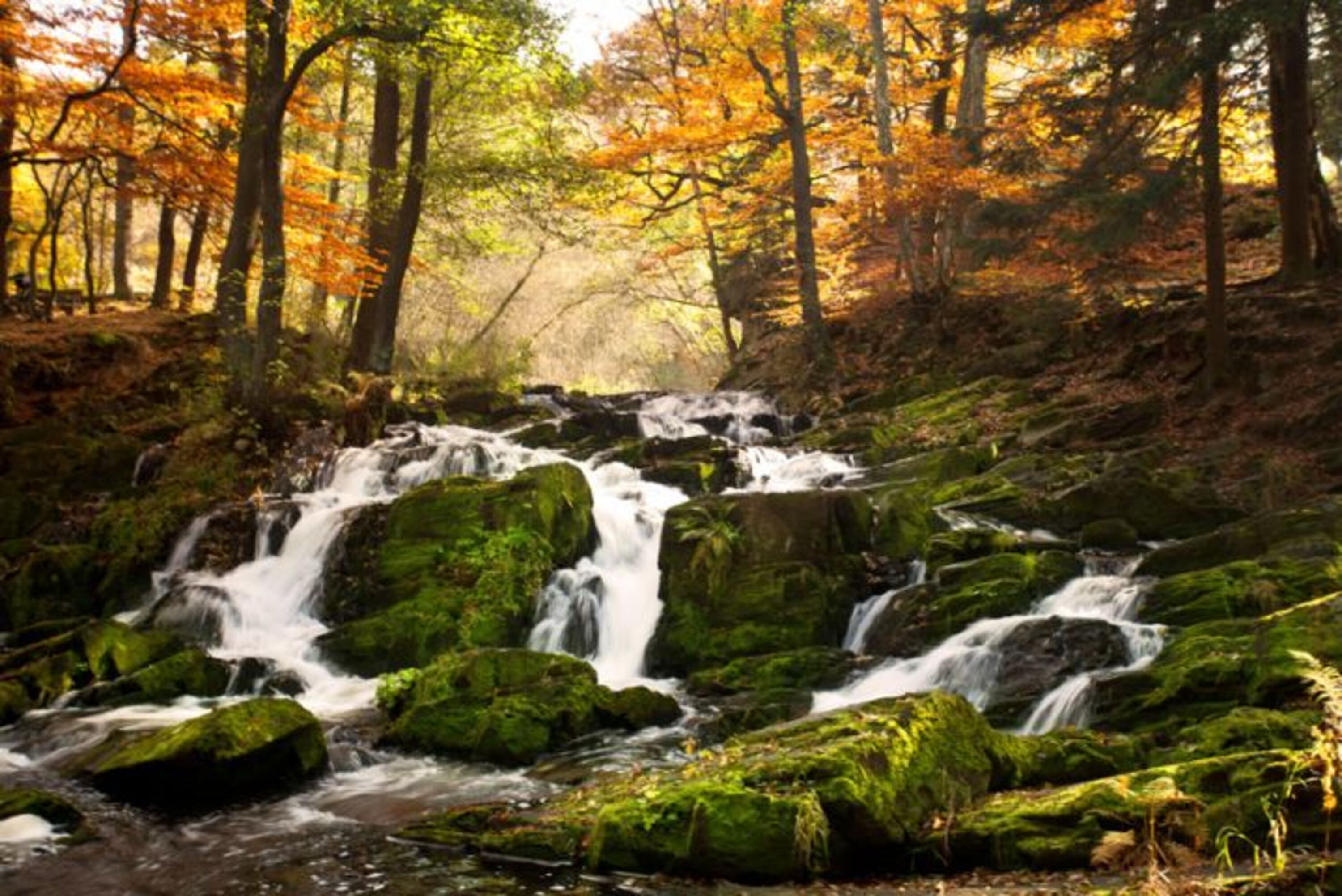 Der Harz