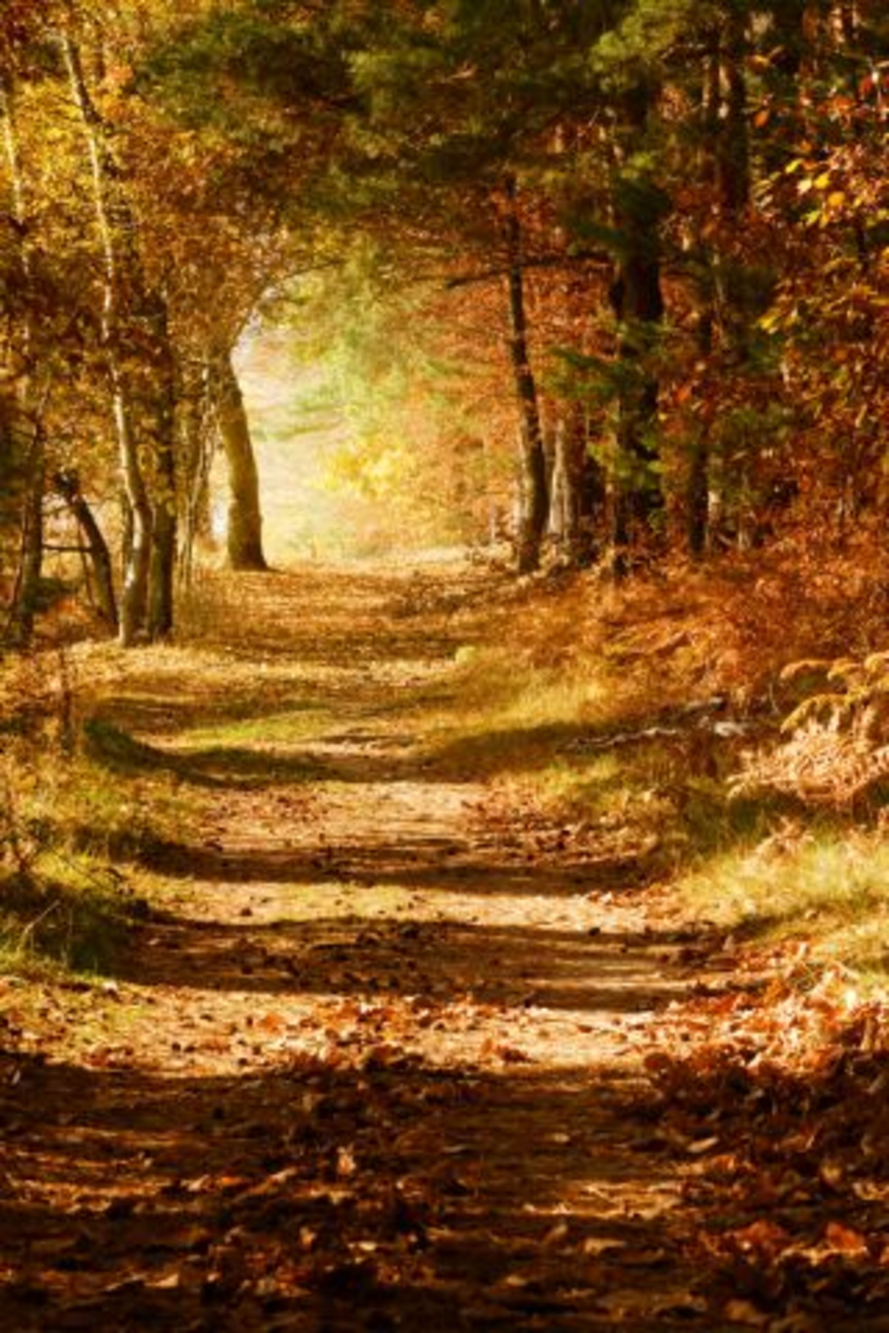 Der Harz