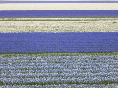 Tulpenfelder im April