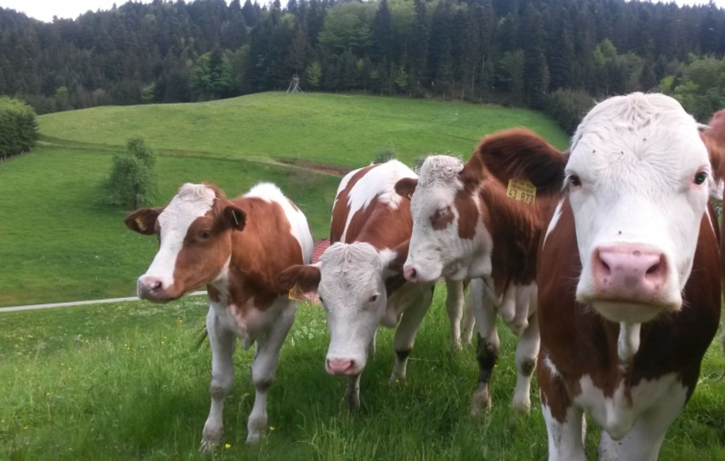 Kühe auf der Weide