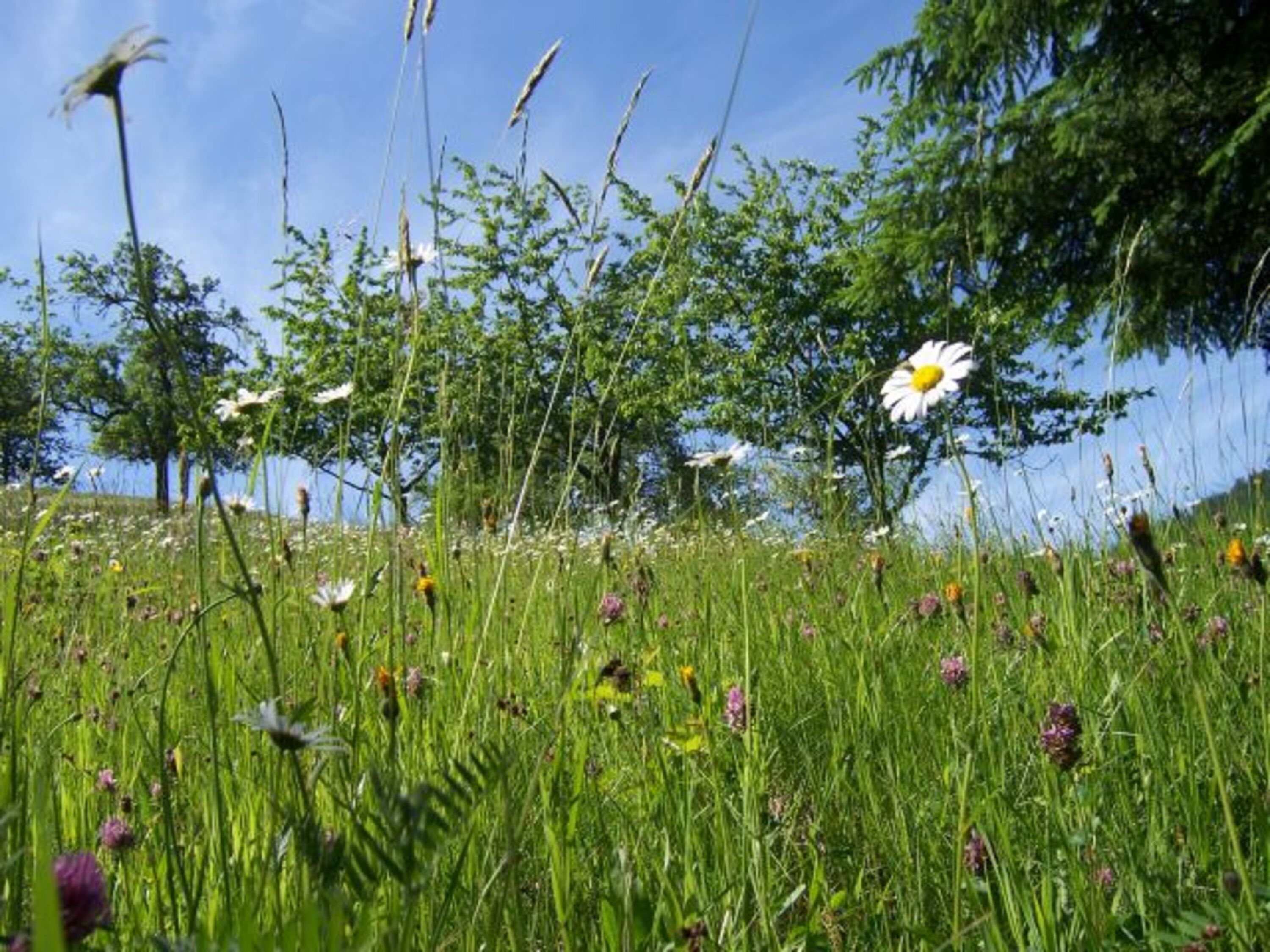 Sommerwiesen