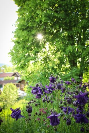 Abendsonne an der Ferienwohnung