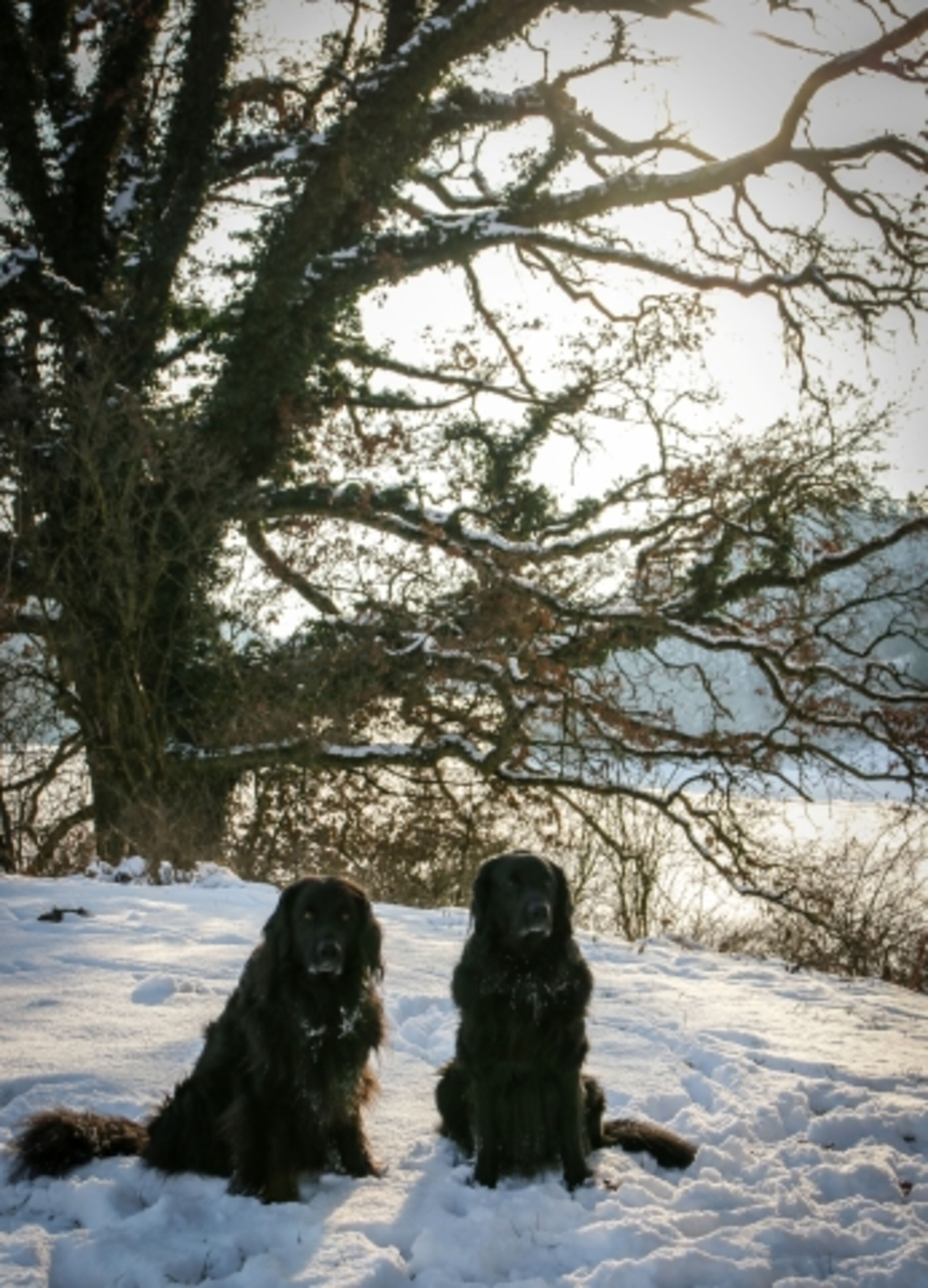 Hundeparadies im Schnee