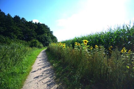 Tolle Rad- und Wanderwege durch die Natur und dem Müritz Nationalpark