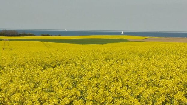 Zur Rapsblüte