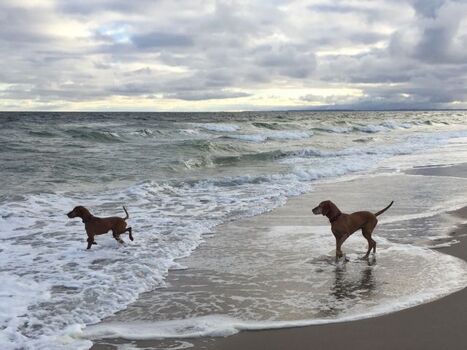 Hunde sind herzlich willkommen