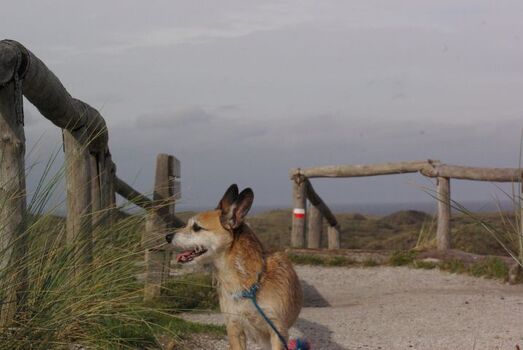 Von den Dünen auf das Meer blicken