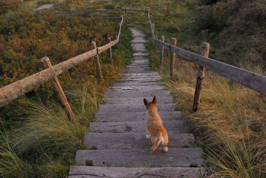 Minza erkundet die Dünen