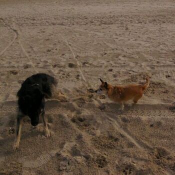 Nette Spielkameraden am Strand treffen
