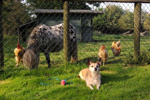 Der Streichelzoo im Park