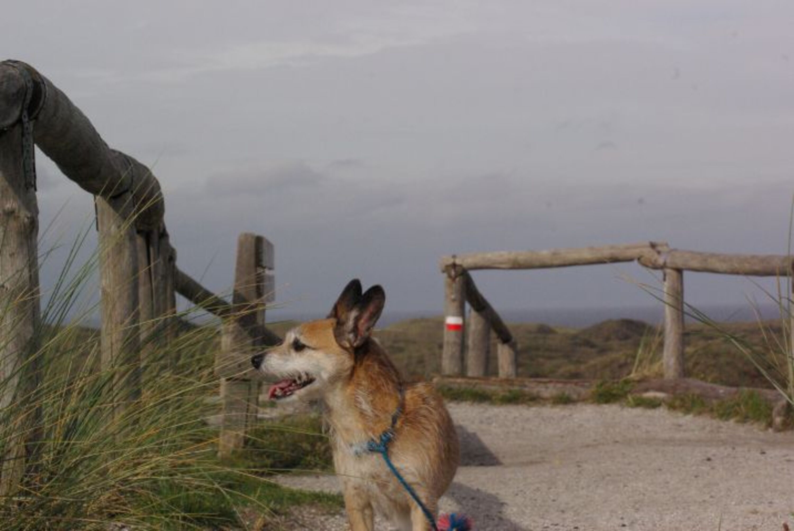 Von den Dünen auf das Meer blicken